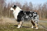 BERGER AUSTRALIEN 628